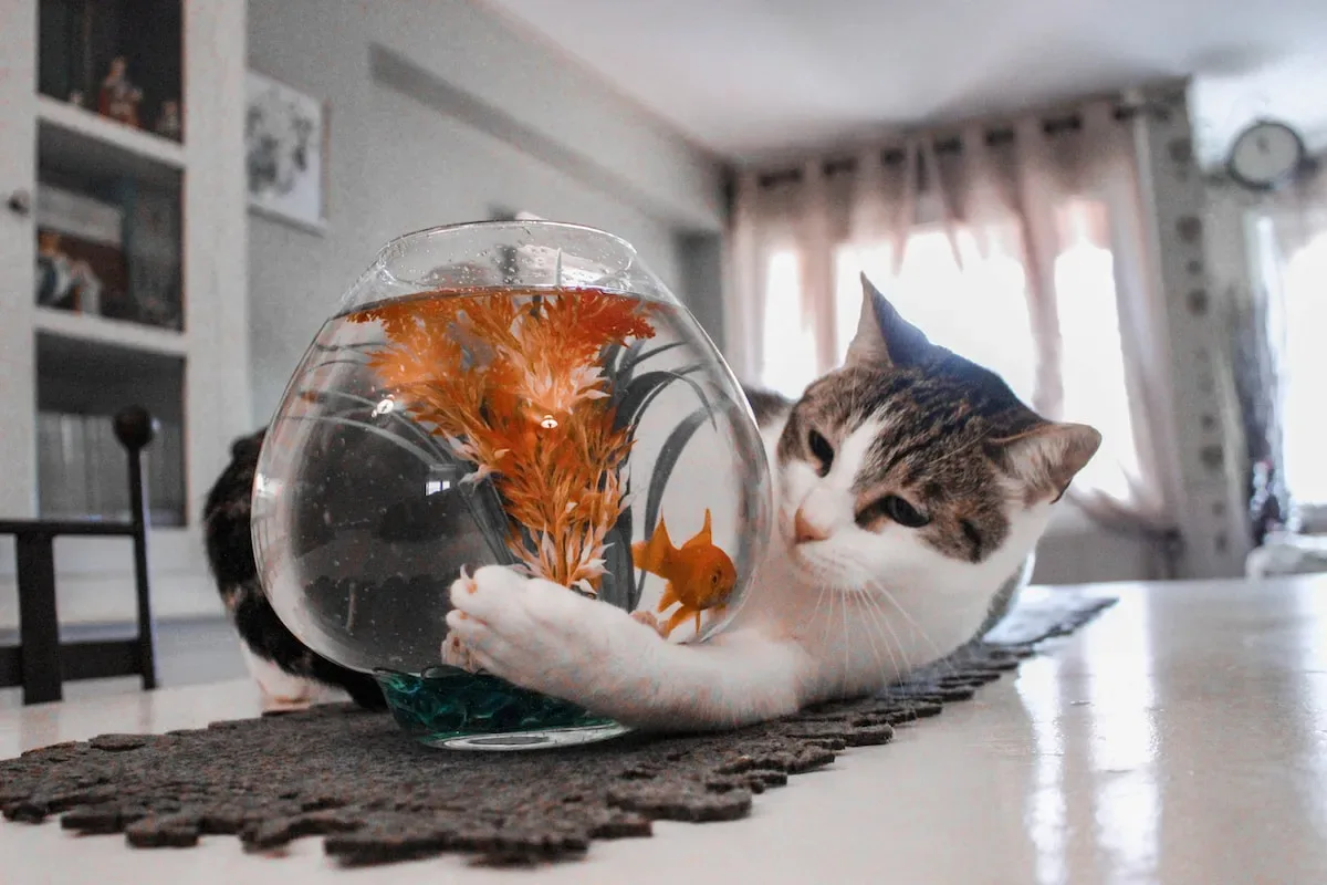 When The Scale Doesn'T Match The Plate: The Conundrum Of A Lean Appetite And A Hefty Cat