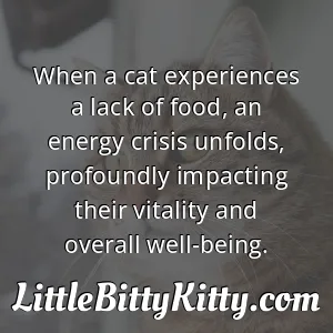 When a cat experiences a lack of food, an energy crisis unfolds, profoundly impacting their vitality and overall well-being.