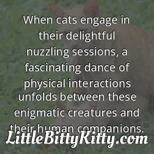When cats engage in their delightful nuzzling sessions, a fascinating dance of physical interactions unfolds between these enigmatic creatures and their human companions.
