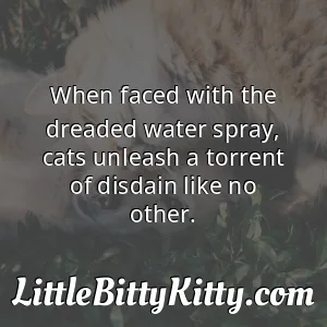When faced with the dreaded water spray, cats unleash a torrent of disdain like no other.