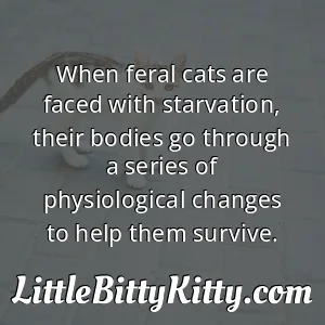 When feral cats are faced with starvation, their bodies go through a series of physiological changes to help them survive.