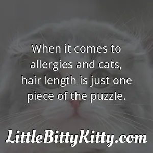 When it comes to allergies and cats, hair length is just one piece of the puzzle.