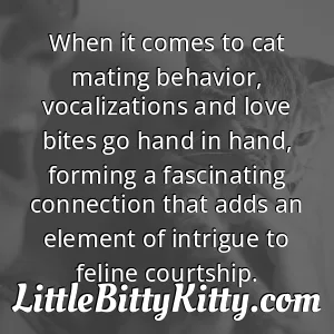 When it comes to cat mating behavior, vocalizations and love bites go hand in hand, forming a fascinating connection that adds an element of intrigue to feline courtship.