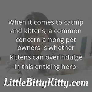 When it comes to catnip and kittens, a common concern among pet owners is whether kittens can overindulge in this enticing herb.