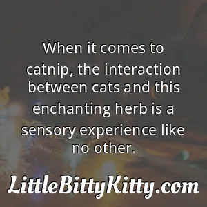 When it comes to catnip, the interaction between cats and this enchanting herb is a sensory experience like no other.