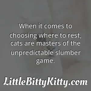 When it comes to choosing where to rest, cats are masters of the unpredictable slumber game.