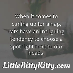 When it comes to curling up for a nap, cats have an intriguing tendency to choose a spot right next to our heads.