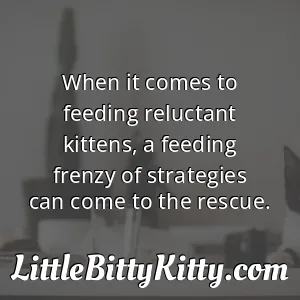 When it comes to feeding reluctant kittens, a feeding frenzy of strategies can come to the rescue.