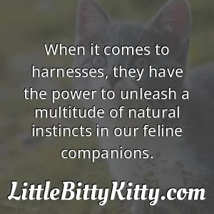 When it comes to harnesses, they have the power to unleash a multitude of natural instincts in our feline companions.