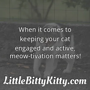 When it comes to keeping your cat engaged and active, meow-tivation matters!