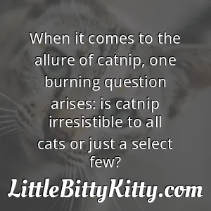When it comes to the allure of catnip, one burning question arises: is catnip irresistible to all cats or just a select few?
