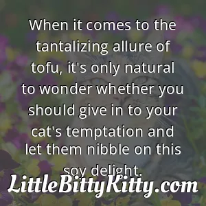 When it comes to the tantalizing allure of tofu, it's only natural to wonder whether you should give in to your cat's temptation and let them nibble on this soy delight.