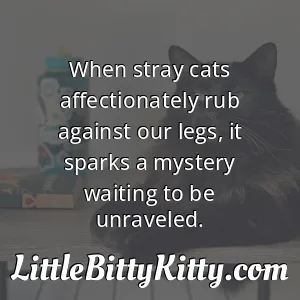 When stray cats affectionately rub against our legs, it sparks a mystery waiting to be unraveled.
