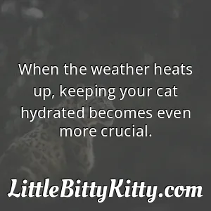 When the weather heats up, keeping your cat hydrated becomes even more crucial.