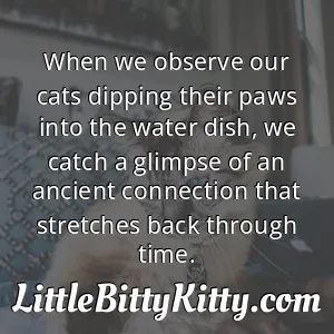 When we observe our cats dipping their paws into the water dish, we catch a glimpse of an ancient connection that stretches back through time.