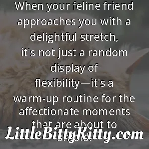 When your feline friend approaches you with a delightful stretch, it's not just a random display of flexibility—it's a warm-up routine for the affectionate moments that are about to unfold.