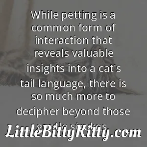 While petting is a common form of interaction that reveals valuable insights into a cat's tail language, there is so much more to decipher beyond those gentle strokes.