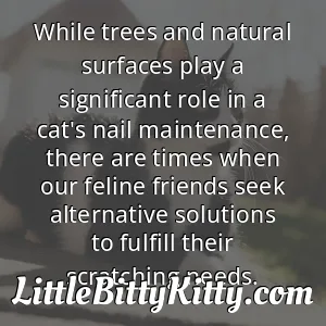While trees and natural surfaces play a significant role in a cat's nail maintenance, there are times when our feline friends seek alternative solutions to fulfill their scratching needs.