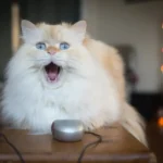 Whiskas Dry Food for Cats: Unveiling the Nutritional Purrfection!