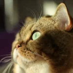 Whisker-Kisses: Decoding the Endearing Cat Behavior of Face Nudging