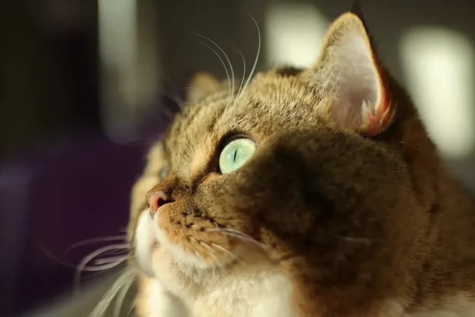 Whisker-Kisses: Decoding the Endearing Cat Behavior of Face Nudging