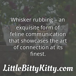 Whisker rubbing – an exquisite form of feline communication that showcases the art of connection at its finest.