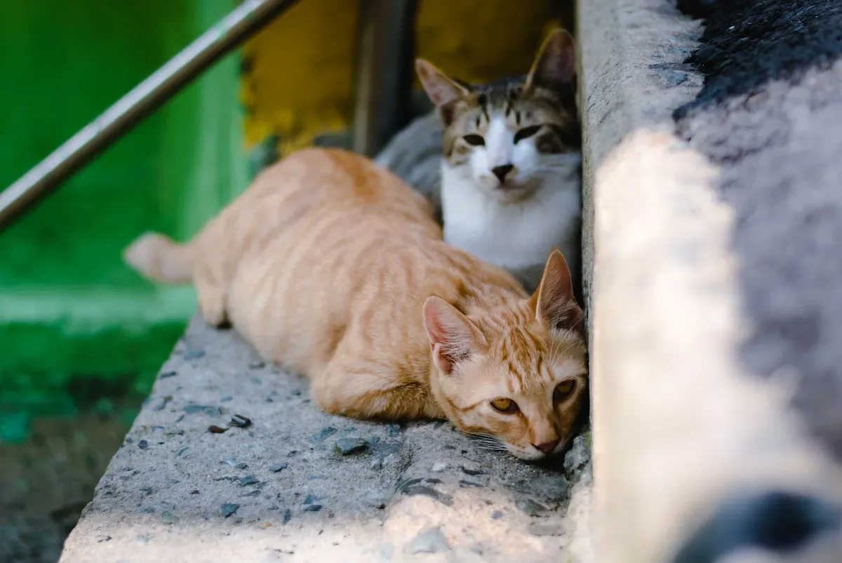 Whisking Up A Storm: How To Properly Mash Cat Food For Optimal Texture