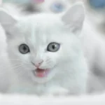 Who Makes Special Kitty Cat Food? Discover the Manufacturer