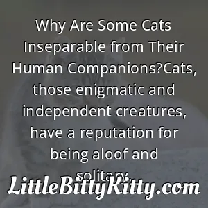 Why Are Some Cats Inseparable from Their Human Companions?Cats, those enigmatic and independent creatures, have a reputation for being aloof and solitary.