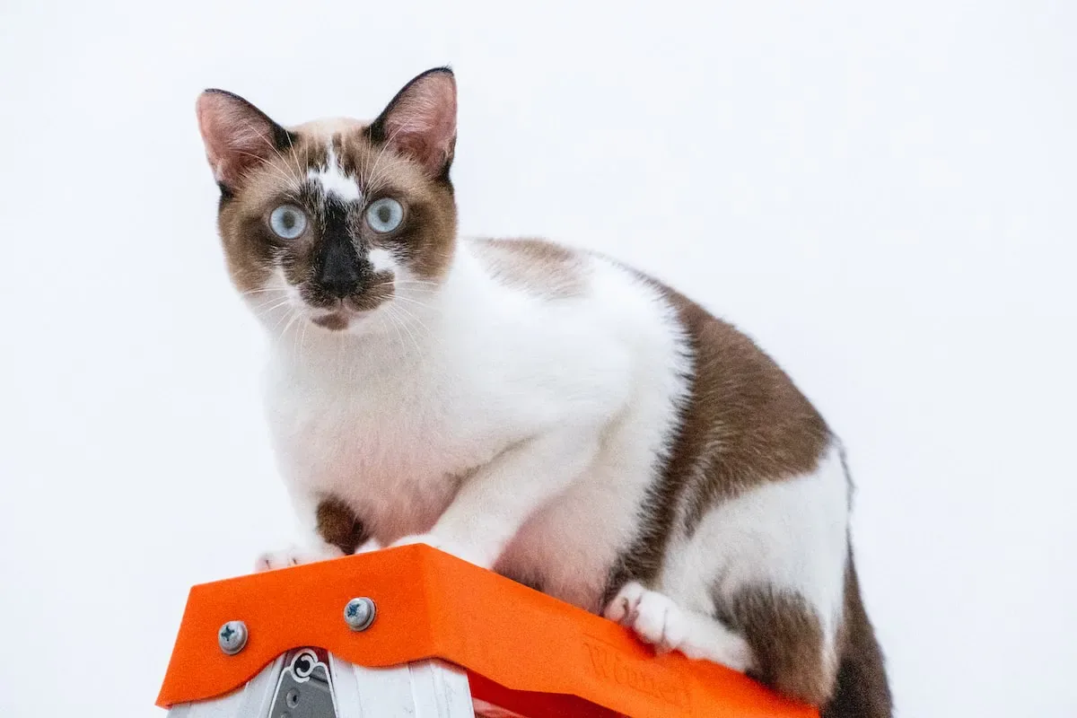 Why Cats Arch Their Backs: Unraveling The Mystery Behind This Feline Behavior
