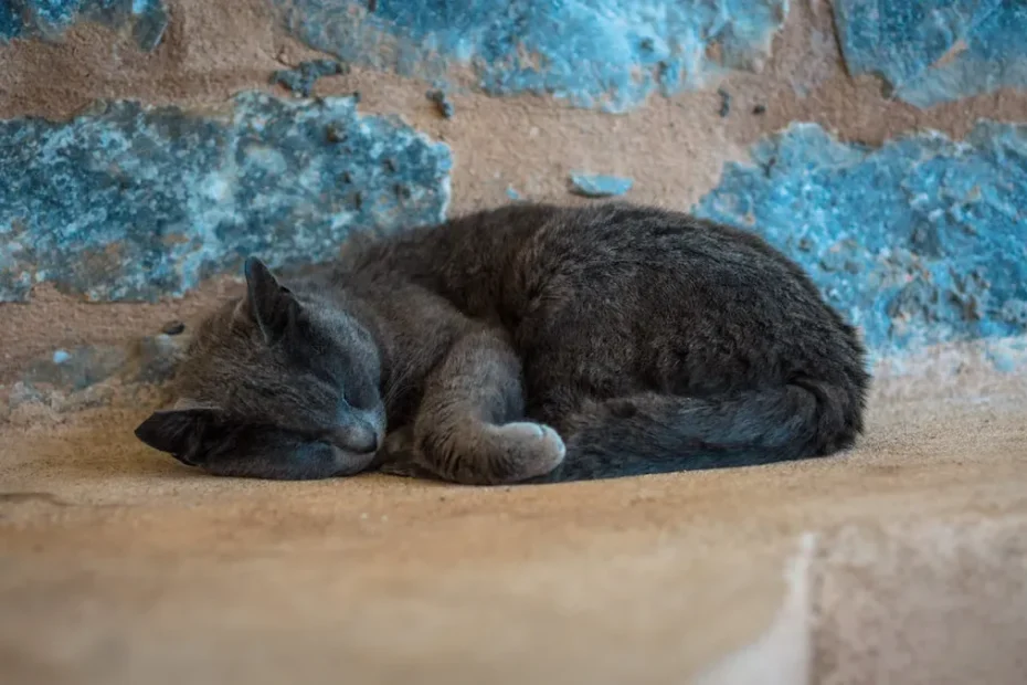Why Is My Cat Eating Less Wet Food? Uncovering the Reasons