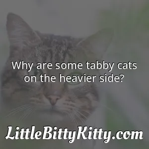 Why are some tabby cats on the heavier side?