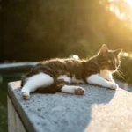 Will Your Furniture Survive Kitty's Claws? Unraveling the Cat-Furniture Conundrum!