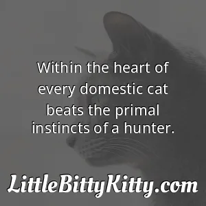 Within the heart of every domestic cat beats the primal instincts of a hunter.