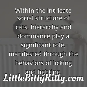 Within the intricate social structure of cats, hierarchy and dominance play a significant role, manifested through the behaviors of licking and fighting.