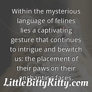 Within the mysterious language of felines lies a captivating gesture that continues to intrigue and bewitch us: the placement of their paws on their enchanting faces.