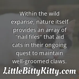 Within the wild expanse, nature itself provides an array of "nail files" that aid cats in their ongoing quest to maintain well-groomed claws.