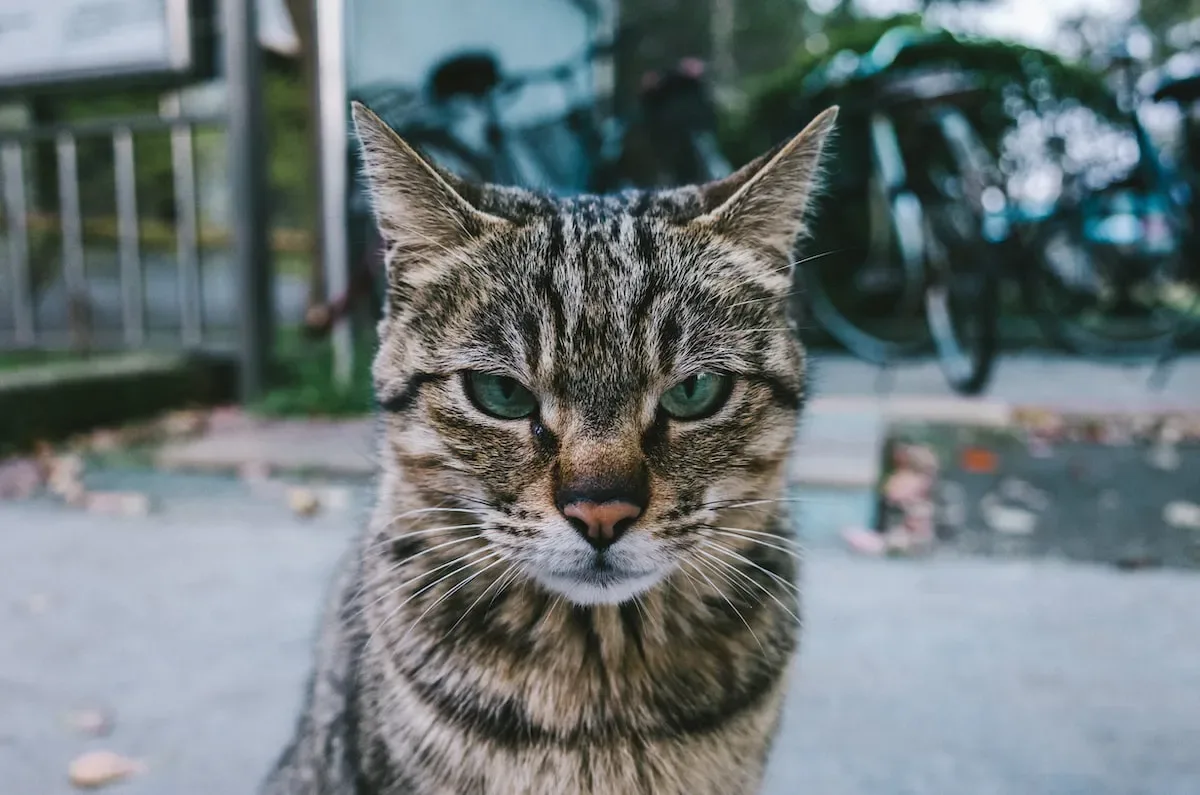Yarn As A Feline Magnet: Understanding The Attraction