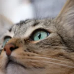 Purr-fectly Clear: Cat Eye and Ear Infections Unraveled