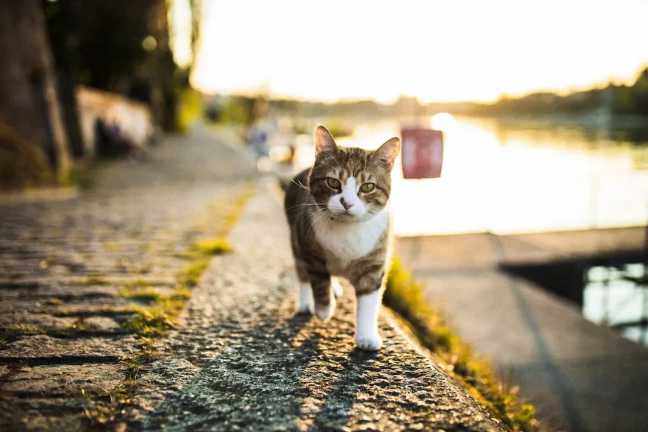 Cat Rescue