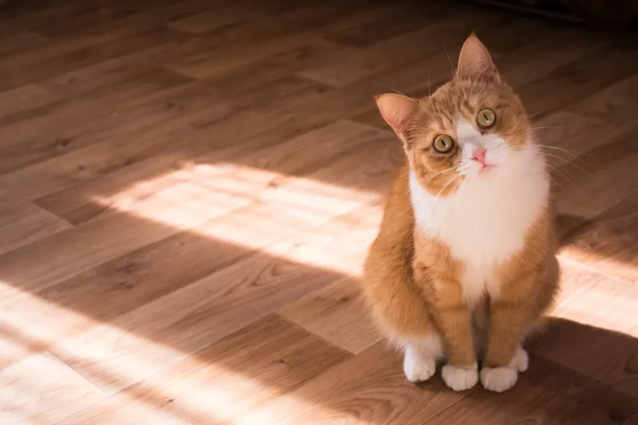 Cat Litter Training Steps