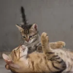 Cat Communication