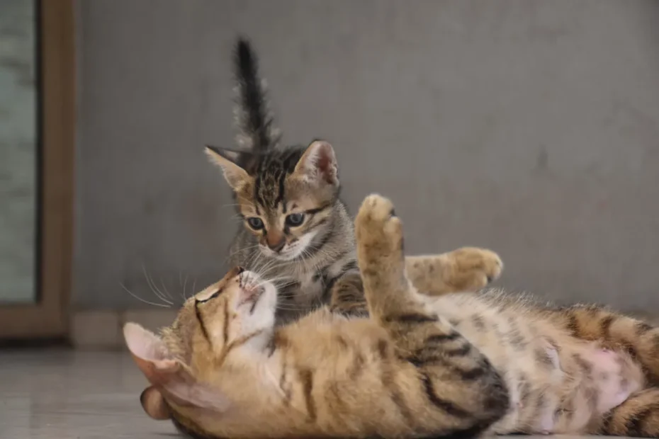 Cat Health and Wellness