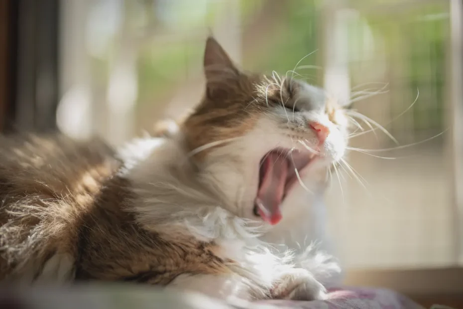 Cat Dental Care