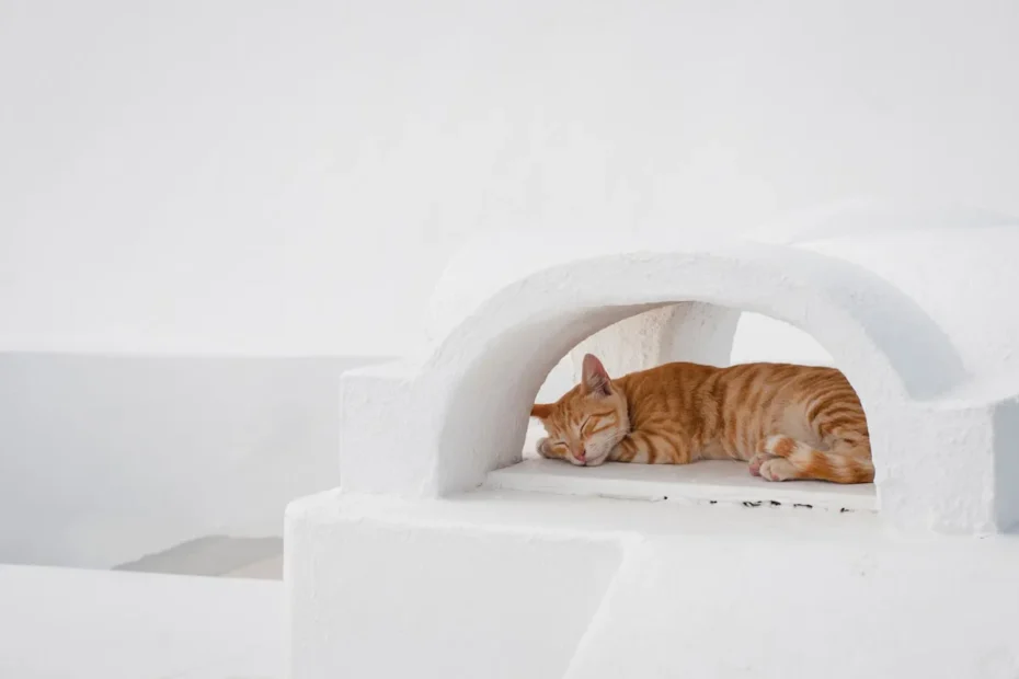 Cat Safe Spaces in a Cat-Friendly Home