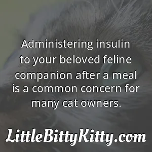 Administering insulin to your beloved feline companion after a meal is a common concern for many cat owners.