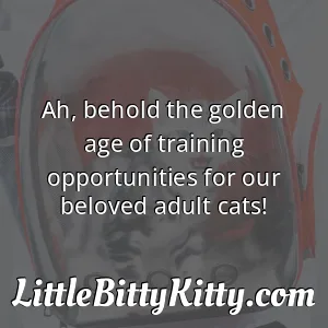 Ah, behold the golden age of training opportunities for our beloved adult cats!