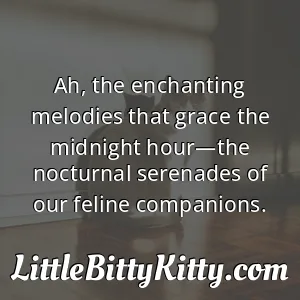 Ah, the enchanting melodies that grace the midnight hour—the nocturnal serenades of our feline companions.