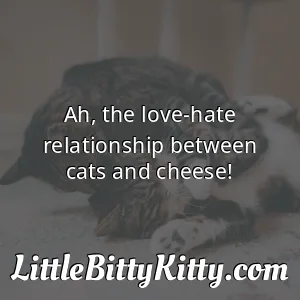 Ah, the love-hate relationship between cats and cheese!