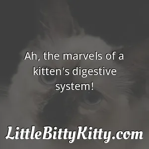 Ah, the marvels of a kitten's digestive system!